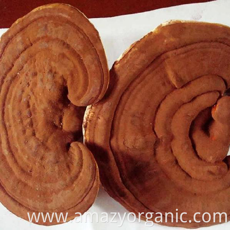 Wholesale Organic Plant Reishi Mushroom Extract